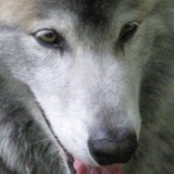 Canine Academy - Pet/Animal Training in Leander