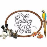 Gallery Of Pets Inc - Pet Stores in Austin