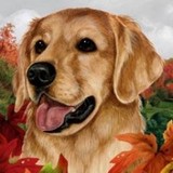 Dog Stuff - Gift Shops in Austin