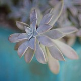 A K Chase & Assoc LLC - Psychologist & Counsellor in Austin
