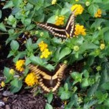 My Austin Allergist - Allergists in Austin