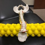 Bhatt Michael DC - Chiropractors in Austin