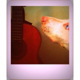 Cap City Pet Sitting - Pet Stores in Austin
