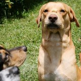 Leaps N' Hounds - Pet Stores in Austin