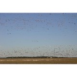 Waterfowl Specialties - Other in El Campo