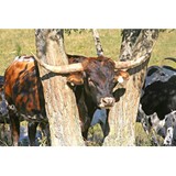 http://longhornmobilenotary.com - Other in Pflugerville