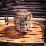 Bug Guys Pest Control LP - Pest Control in Pflugerville