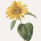 Wildflower Interactive LLC - Other in Cedar Park