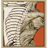 Stakes Chiropractic Center - Chiropractors in Austin