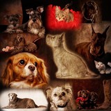 Manchaca Road Animal Hospital - Veterinarians/Vets in Austin