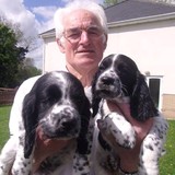 ALDERTREE GUNDOGS - Other in Attleborough