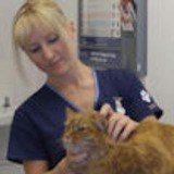 Ambers Pet Sitting Services - Pet Services in London