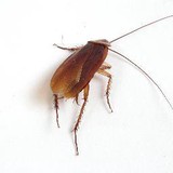 Anglo-Scottish Pest Control & Environmental Services - Pest Control in Edinburgh