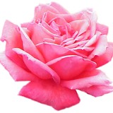 Array of Blossom - Florists in Manchester