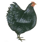 Bigblackhen.Com - Real Estate Agents in Welwyn Garden City