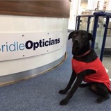 Bridle Opticians - Other in Chichester