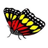 Butterfly Supplies - Other in Ashford