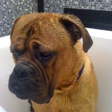 Dial A Dog Wash Maldon - Pet Groomers in Maldon