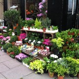 Elliott Clark Flowers Edinburgh - Florists in Edinburgh