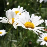 Emma Griffin Garden Design - Landscape Architects in London