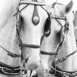 Horse & Carriage Co - Other in Loughborough