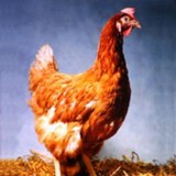 Keo Jewellers - Other in Preston