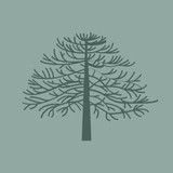 Monkey Puzzle - Other in York