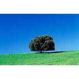 Oakley Turf Farm - Other in Harwich