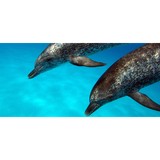 Oxford Dive Centre (UK) - Other in Oxford