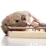 Pest Pro Enviromental Services - Pest Control in Washington