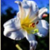 PURE FLOWERS - Florists in Croydon