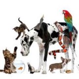 Queens Avenue Pets - Pet Stores in Widnes