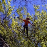 Ravencroft Tree Services Ltd - Other in Dereham