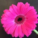 ST. ALBANS FLOWERS - Florists in Dartford