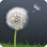 St. Helena Hospice Furniture Shop - Other in Colchester