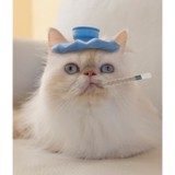Streatham Hill Veterinary Surgery - Veterinarians/Vets in London