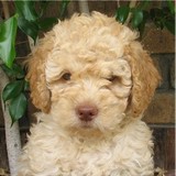 TOP DOG GROOMING - Pet Groomers in London
