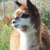 Valley Alpacas - Other in Sittingbourne