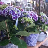 WINCHCOMBE FLOWERS - Florists in Cheltenham