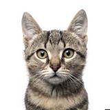 Allpet House Sitters - Other in South Perth