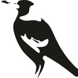 Asquith Rugby League Club