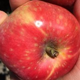 Heritage Fruit Trees - Other in Beaufort