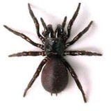 Hills Guardian Pest Control - Other in Baulkham Hills