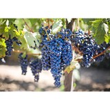 Richmond Hill Cellars - Other in Richmond