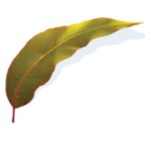 Seasons Funerals - Other in Willetton