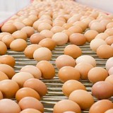 Solar Eggs - Other in North Plympton