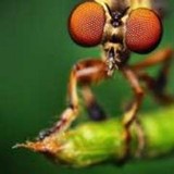 AAA Termite & Pest Control - Pest Control in Frankston