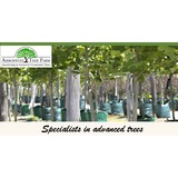 Arborwest Tree Farm - Other in Wanneroo