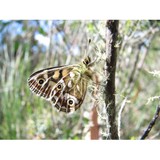 Ecotas - Other in Lenah Valley