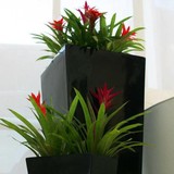 Sunnydale Plantsforhire - Other in Victoria Point